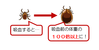 武蔵小杉で犬ネコうさぎのことなら元住吉からき動物病院